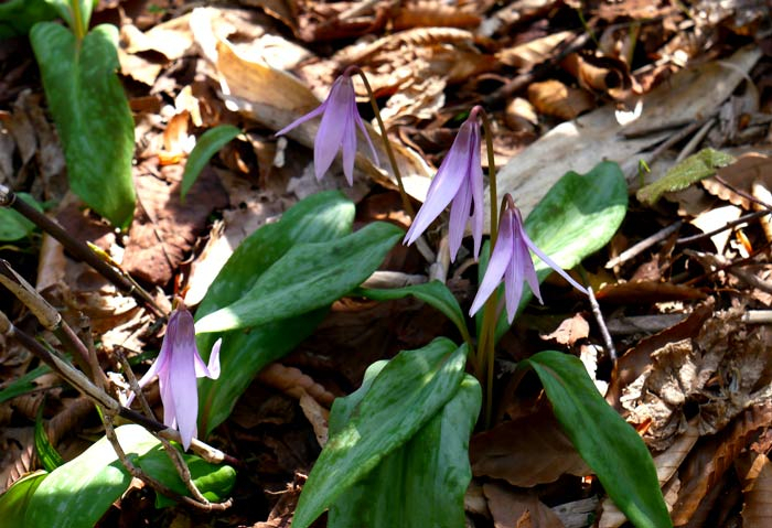 1504p1010571