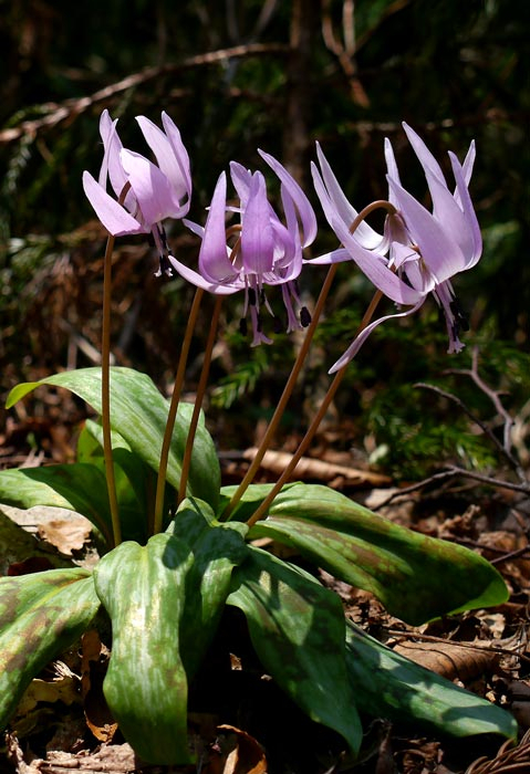 1504p1010583