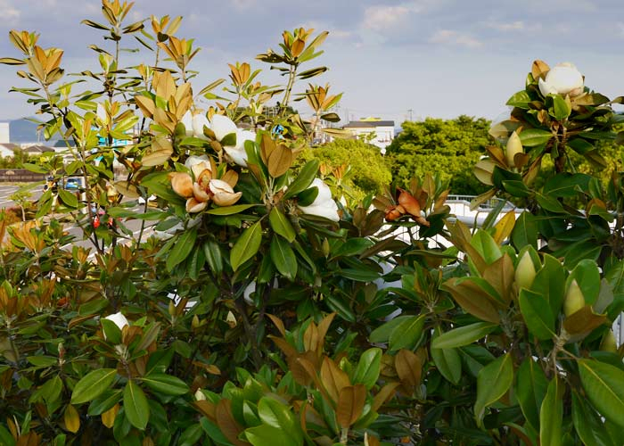 興味津々 今日の・・・ : タイサンボク（泰山木／大山木）