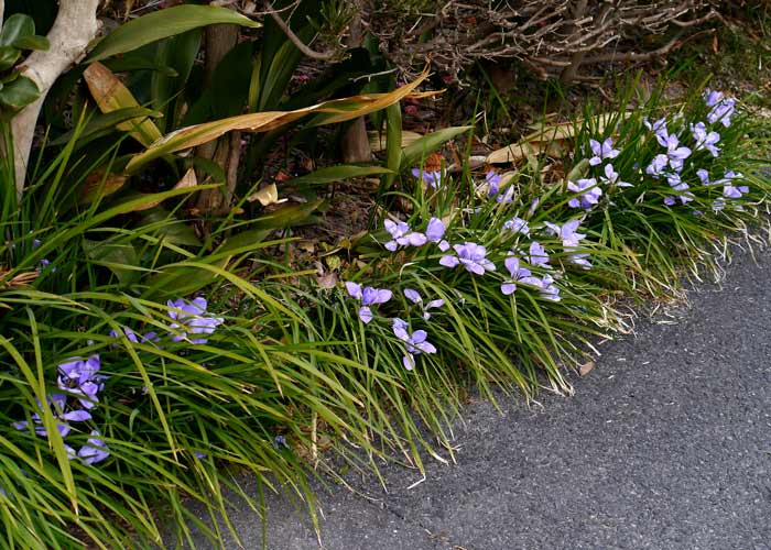 カンザキアヤメ(寒咲きあやめ)６芽 最高 ☆１月の花 ☆宿根草